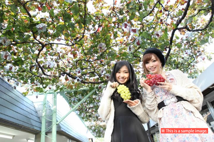 Isawa Onsen - Grapes picking
